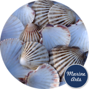 8597C - Sea Washed - Scallop Shell Cups
